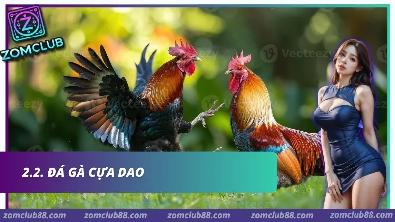 kinh-nghiem-da-ga-zomclub-2.webp Đá Gà Cựa Dao đẳng cấp