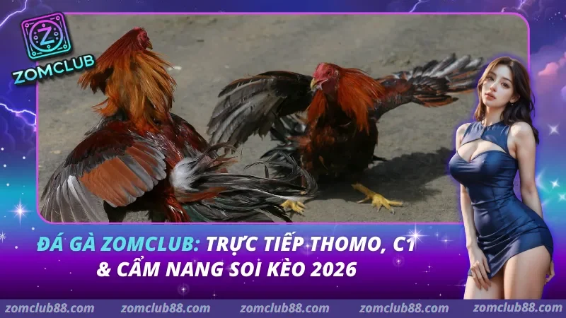 Đá Gà Zomclub: Trực Tiếp Thomo, C1 & Cẩm Nang Soi Kèo 2026 Đá Gà Zomclub: Trực Tiếp Thomo, C1 & Cẩm Nang Soi Kèo 2026