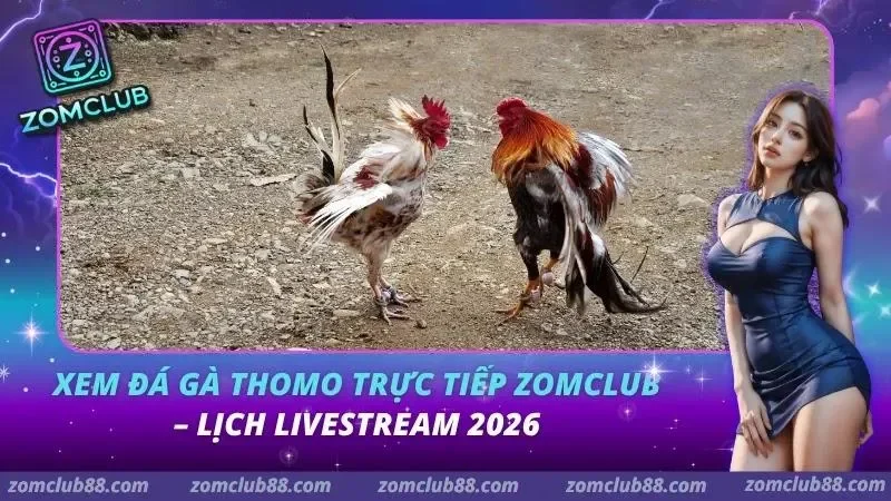 Xem Đá Gà Thomo Trực Tiếp ZomClub – Lịch Livestream 2026